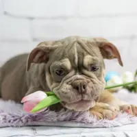 Emmi, a female Olde English Bulldogge for sale in Jones, MI – Photo 1 of 10