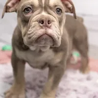 Emmi, a female Olde English Bulldogge for sale in Jones, MI – Photo 6 of 10