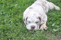 Denver, a male English Bulldog and Olde English Bulldogge for sale in Jones, MI – 2 of 3
