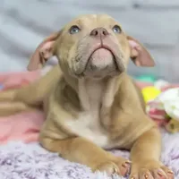Rayna, a female Olde English Bulldogge for sale in Jones, MI – Photo 7 of 8