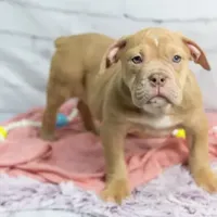 Rayna, a female Olde English Bulldogge for sale in Jones, MI – Photo 3 of 8