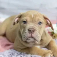Rayna, a female Olde English Bulldogge for sale in Jones, MI – Photo 8 of 8
