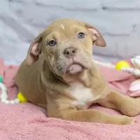 Rayna, a female Olde English Bulldogge for sale in Jones, MI – Photo 1 of 8