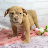 Rayna, a female Olde English Bulldogge for sale in Jones, MI – Photo 2 of 8