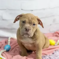 Rayna, a female Olde English Bulldogge for sale in Jones, MI – Photo 4 of 8