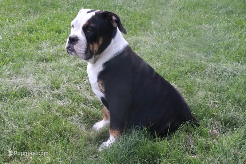 Kylie – English Bulldog, Olde English Bulldogge puppy for sale in Jones, MI