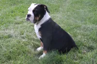 Kylie, a female English Bulldog and Olde English Bulldogge for sale in Jones, MI – 1 of 3