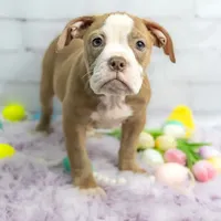 Petunia, a female Olde English Bulldogge for sale in Jones, MI – Photo 3 of 10