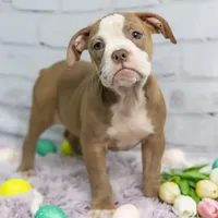 Petunia, a female Olde English Bulldogge for sale in Jones, MI – Photo 5 of 10