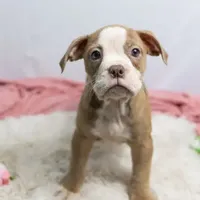 Petunia, a female Olde English Bulldogge for sale in Jones, MI – Photo 10 of 10