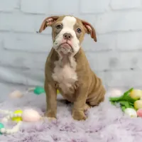 Petunia, a female Olde English Bulldogge for sale in Jones, MI – Photo 8 of 10