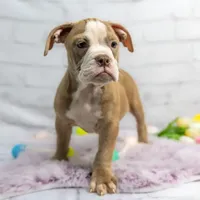 Petunia, a female Olde English Bulldogge for sale in Jones, MI – Photo 6 of 10