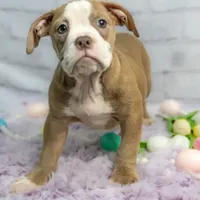 Petunia, a female Olde English Bulldogge for sale in Jones, MI – Photo 4 of 10