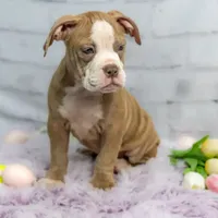 Petunia, a female Olde English Bulldogge for sale in Jones, MI – Photo 7 of 10