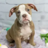 Petunia, a female Olde English Bulldogge for sale in Jones, MI – Photo 2 of 10