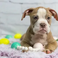 Petunia, a female Olde English Bulldogge for sale in Jones, MI – Photo 1 of 10