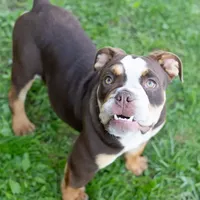 Sienna, a female English Bulldog and Olde English Bulldogge for sale in Jones, MI – Photo 1 of 10