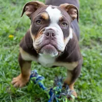 Sienna, a female English Bulldog and Olde English Bulldogge for sale in Jones, MI – Photo 5 of 10