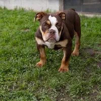 Sienna, a female English Bulldog and Olde English Bulldogge for sale in Jones, MI – Photo 6 of 10