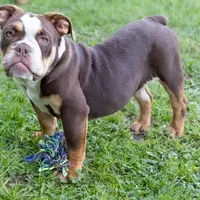 Sienna, a female English Bulldog and Olde English Bulldogge for sale in Jones, MI – Photo 7 of 10