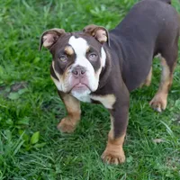 Sienna, a female English Bulldog and Olde English Bulldogge for sale in Jones, MI – Photo 10 of 10