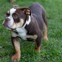 Sienna, a female English Bulldog and Olde English Bulldogge for sale in Jones, MI – Photo 9 of 10