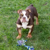 Sienna, a female English Bulldog and Olde English Bulldogge for sale in Jones, MI – Photo 2 of 10