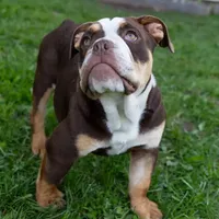 Sienna, a female English Bulldog and Olde English Bulldogge for sale in Jones, MI – Photo 8 of 10