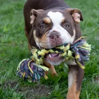 Sienna, a female English Bulldog and Olde English Bulldogge for sale in Jones, MI – Photo 3 of 10