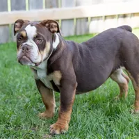 Sienna, a female English Bulldog and Olde English Bulldogge for sale in Jones, MI – Photo 4 of 10