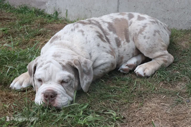 Denver – English Bulldog, Olde English Bulldogge puppy for sale in Jones, MI