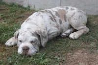 Denver, a male English Bulldog and Olde English Bulldogge for sale in Jones, MI – 1 of 3