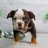 RYLEE, a male English Bulldog and Olde English Bulldogge for sale in Jones, MI – Photo 5 of 10