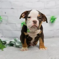RYLEE, a male English Bulldog and Olde English Bulldogge for sale in Jones, MI – Photo 10 of 10