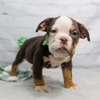 RYLEE, a male English Bulldog and Olde English Bulldogge for sale in Jones, MI – Photo 2 of 10
