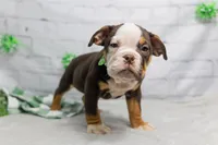 processed/b5226f32-34a1-48cf-9493-b6fd3a043b68/listing/b892e9f8-966a-4a23-a378-42a689ae77c3/42115657-566b-4fbd-8183-83e347f21c02