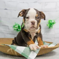RYLEE, a male English Bulldog and Olde English Bulldogge for sale in Jones, MI – Photo 1 of 10