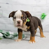 RYLEE, a male English Bulldog and Olde English Bulldogge for sale in Jones, MI – Photo 7 of 10
