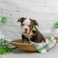 RYLEE, a male English Bulldog and Olde English Bulldogge for sale in Jones, MI – Photo 4 of 10
