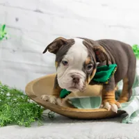 RYLEE, a male English Bulldog and Olde English Bulldogge for sale in Jones, MI – Photo 9 of 10