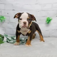 RYLEE, a male English Bulldog and Olde English Bulldogge for sale in Jones, MI – Photo 8 of 10