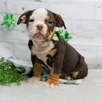 RYLEE, a male English Bulldog and Olde English Bulldogge for sale in Jones, MI – Photo 3 of 10