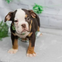 RYLEE, a male English Bulldog and Olde English Bulldogge for sale in Jones, MI – Photo 6 of 10