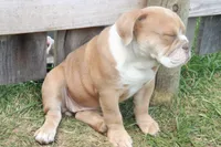 Cindy, a female English Bulldog and Olde English Bulldogge for sale in Jones, MI – 2 of 2