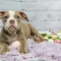 Daphne, a female Olde English Bulldogge for sale in Jones, MI – Photo 9 of 10