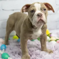 Daphne, a female Olde English Bulldogge for sale in Jones, MI – Photo 8 of 10