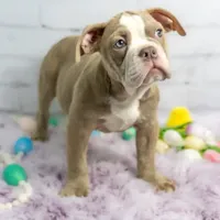 Daphne, a female Olde English Bulldogge for sale in Jones, MI – Photo 7 of 10