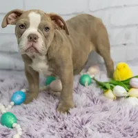 Daphne, a female Olde English Bulldogge for sale in Jones, MI – Photo 10 of 10