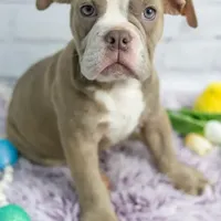 Daphne, a female Olde English Bulldogge for sale in Jones, MI – Photo 2 of 10
