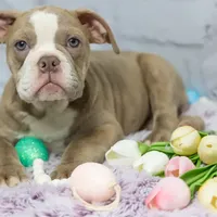 Daphne, a female Olde English Bulldogge for sale in Jones, MI – Photo 1 of 10